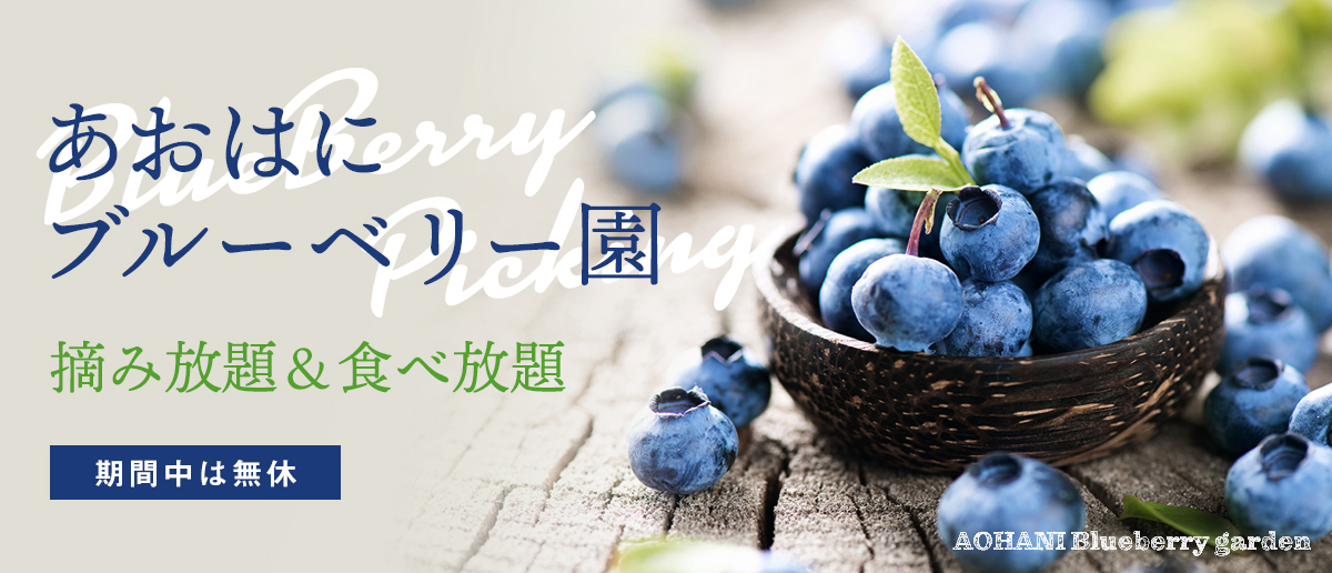 あおはにブルーベリー園は摘み放題・食べ放題